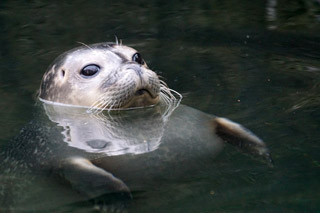 Seal with head out of water looking at you